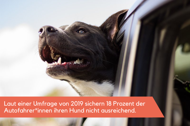 Hund schaut aus fahrendem Auto. 