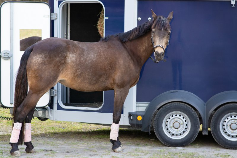 Turnierpferd braucht Transportgamaschen Für Turnierpferde sind Transportgamaschen wichtig