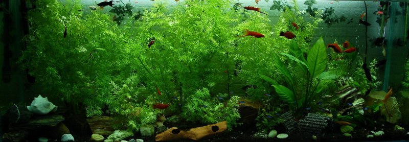 Fisch im Aquarium mit Aquarium-Heizung