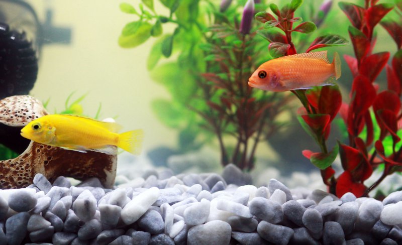 Fische im Aquarium