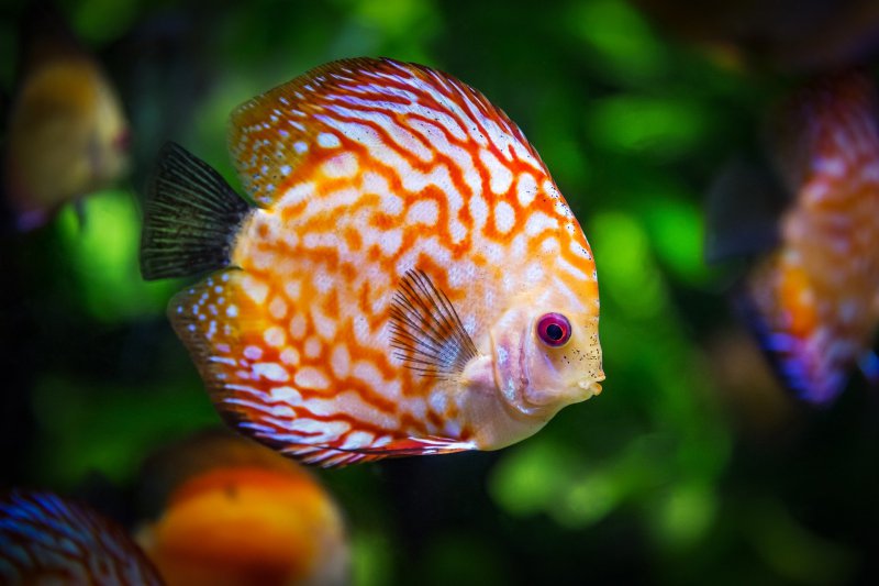 Frostfutter-Bedürfnisse von Diskusfischen Für Diskusfische gibt es spezielles Fisch-Frostfutter