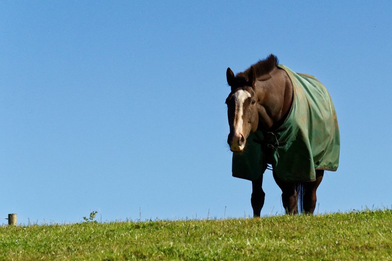 Pferd mit Ekzemerdecken auf der Weide Pferd mit Ekzemerdecken auf der Weide