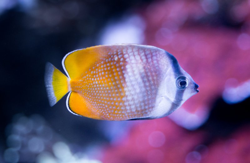 Fisch im Aquarium