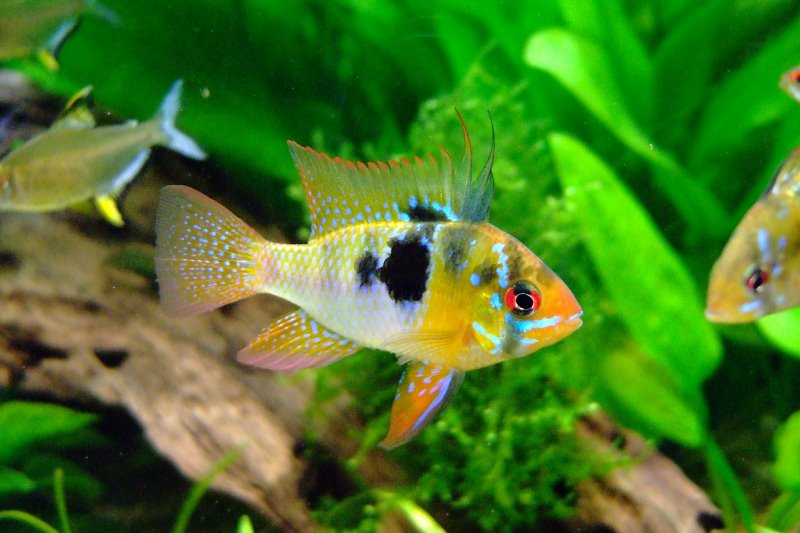 Fischfutter-Granulate für Aquarienfische Fisch mit Endständige Maul