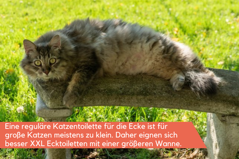 Rassekatze entspannt in der Natur