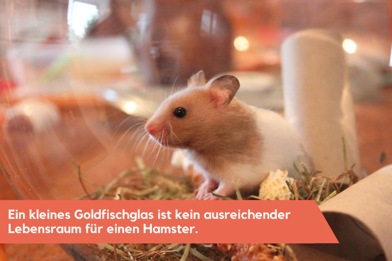 Hamster in einem nicht artgerechten Glas