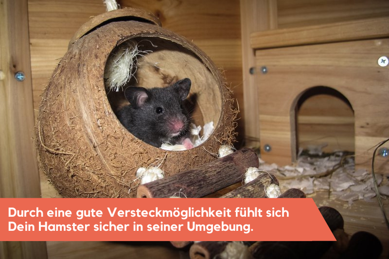 Hamster in seinem Versteck