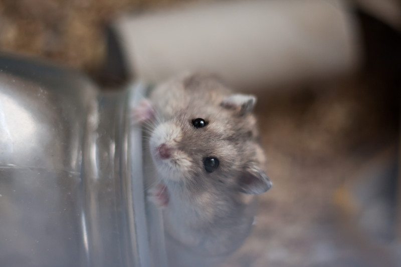 Hamster in Transportbox Hamster in Transportbox