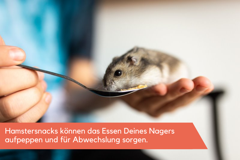Hamster von einem Löffel essend