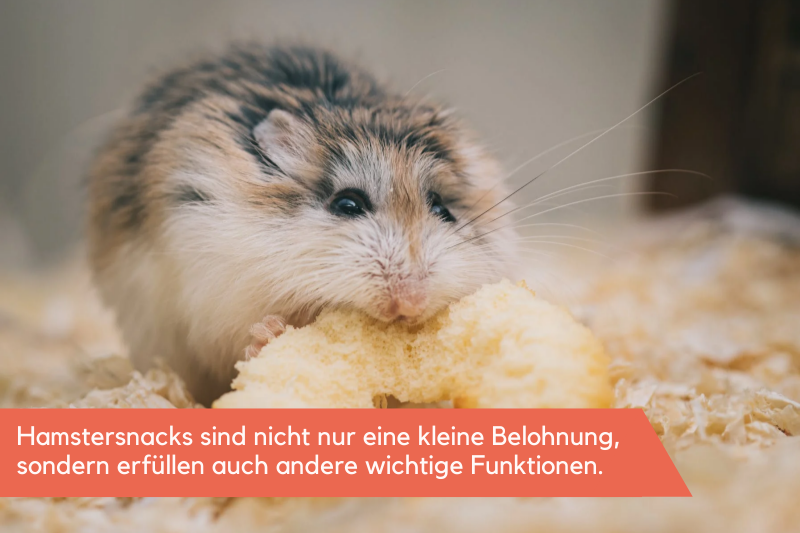 Hamster isst einen Knusperring