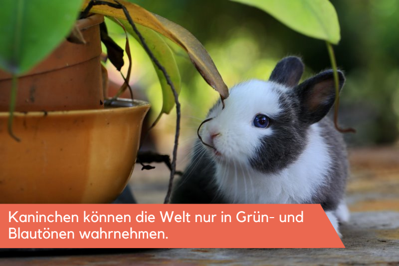Kaninchen und eine Pflanze Kaninchen im Garten