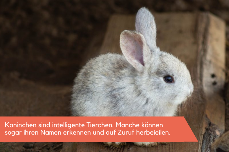 Weißer Kaninchen im Stall aus Holz Weißer Kaninchen sitzt auf einem Holzstück und beobachtet die Umgebung