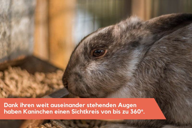 Kaninchenstall für Außenhaltung Kaninchen vor seinem Futternapf im Außengehege