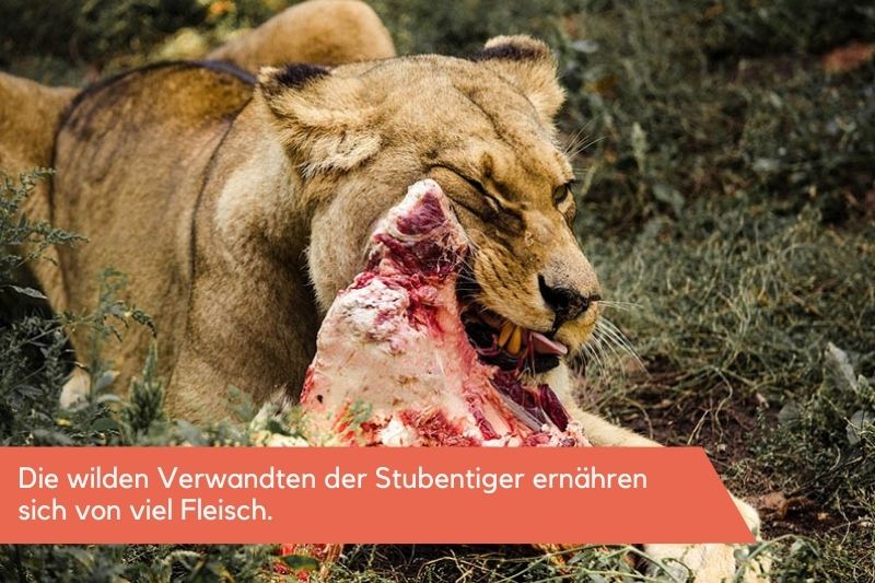 Katzenfutter mit hohem Fleischanteil bei Löwen