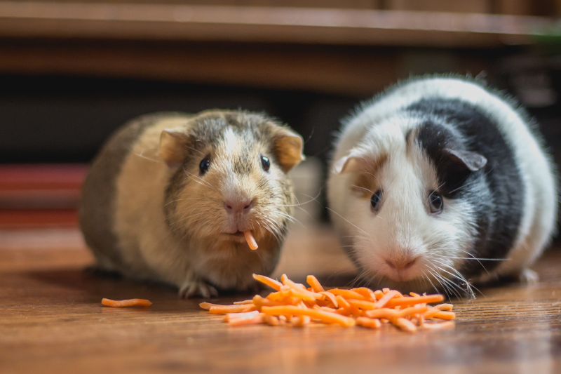 Meerschweinchenfutter Karotten Meerschweinchen mit Karottenstückchen