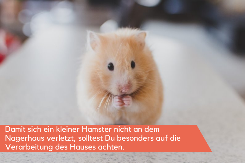 Kleiner Hamster auf weißer Fläche sitzen
