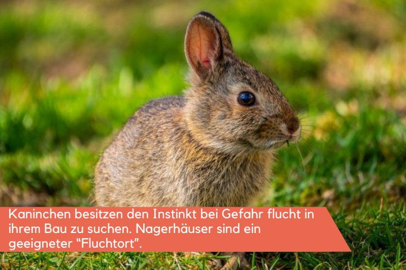 Kaninchen sitzt im Grünen