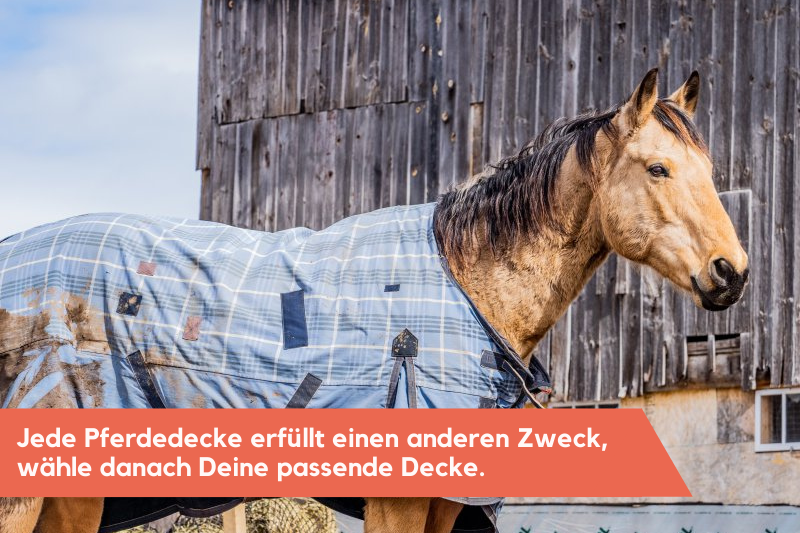 Pferd mit Pferdedecke Pferd mit Pferdedecke im Paddock