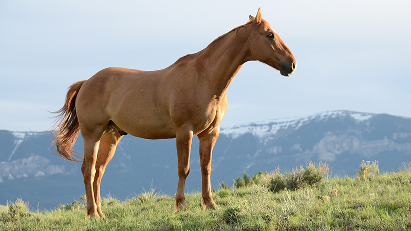Pferd in freier Natur Pferd in freier Natur