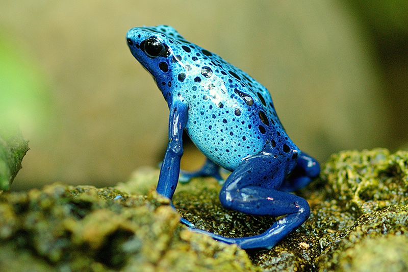 Terrarium-Heizungen im Test terrarium-heizung-frosch