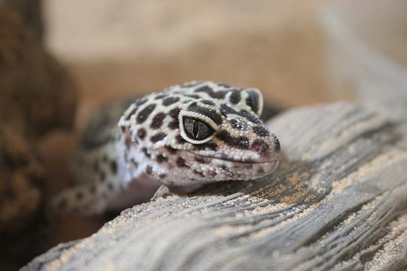 Terrarium-Heizungen im Test terrarium-heizung-gecko