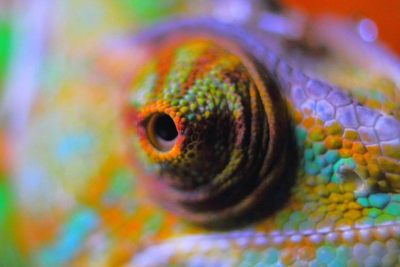 Farbiges Chamäleon Auge in Terrarium durch Lampe beleuchtet Nahaufnahme von buntem Auge eines Chamäleons in beleuchtetem Terrarium.