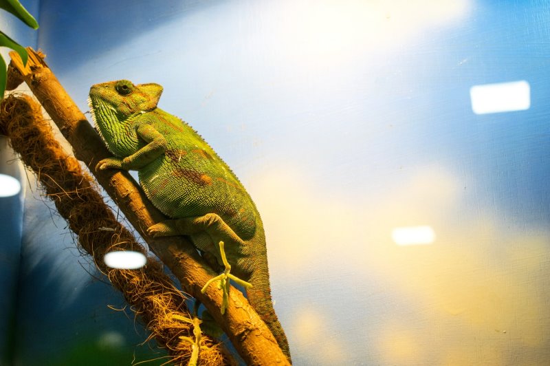 Waermelampe bei Terrariumbeleuchtung Exe sitzt im Licht Chamäleon sitzt auf Ast und badet in der Sonne.