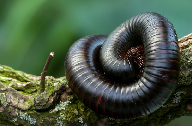 Waermelampe für Terrarien grosser Tausendfüssler auf Ast Riesiger Tausendfüßler roll sich auf einem Ast zusammen.