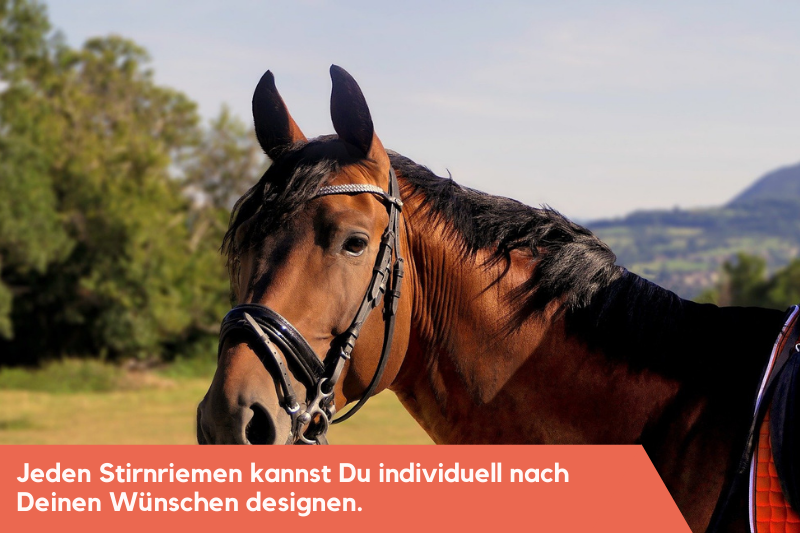 pferd mit Trense und Stirnriemen