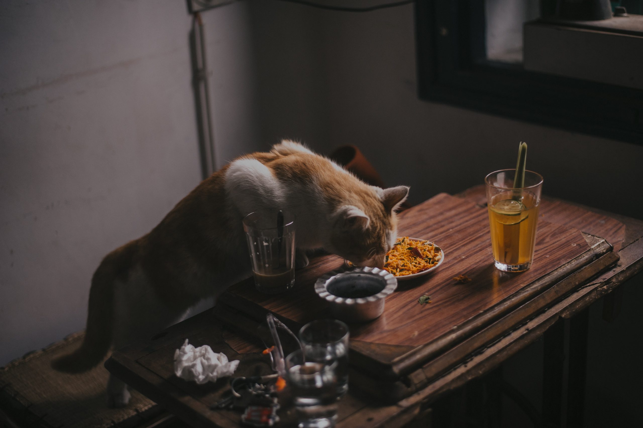 Essende Katze Katze frisst aus einer Schüssel mit Essen