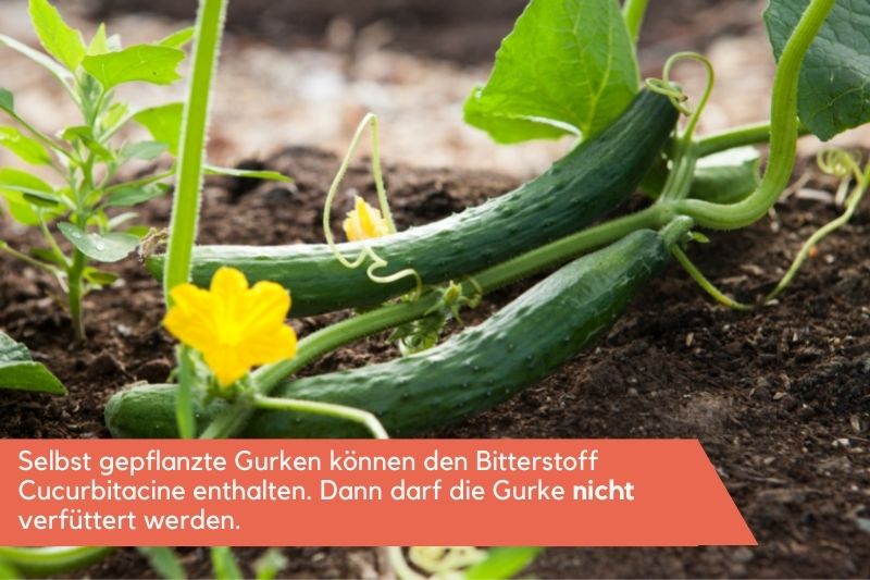 selbstgepflanzte Gurken