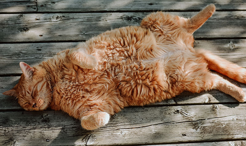 entspannte Katze