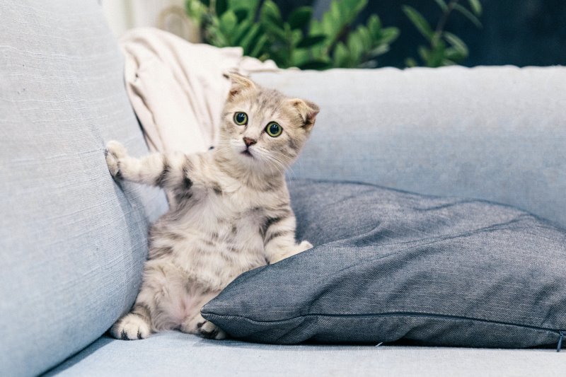 Baby Katze Eine ängstliche Katze
