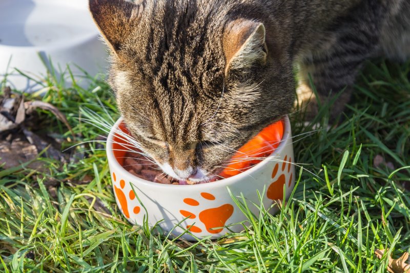 Katze isst aus einem Napf