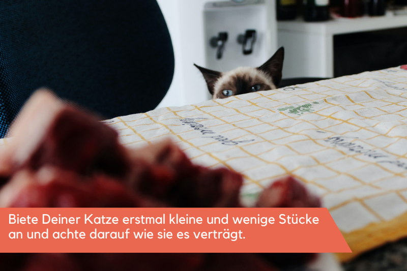 Biete Deiner Katze erstmal kleine Happen an.