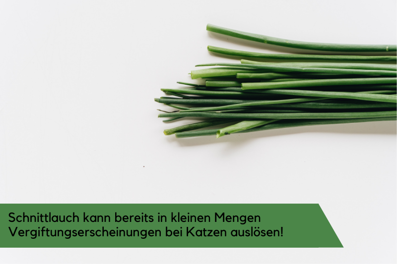 Bild mit Text