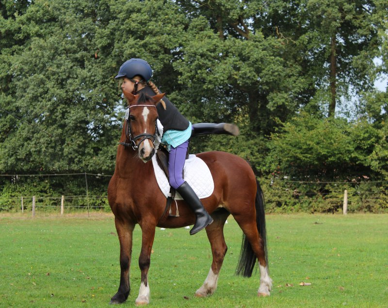 kleines Pony mit Mädchen Pony Schabracken