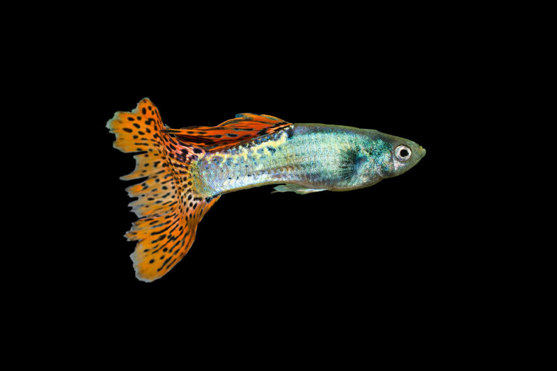 ein guppy auf schwarzem Hintergund
