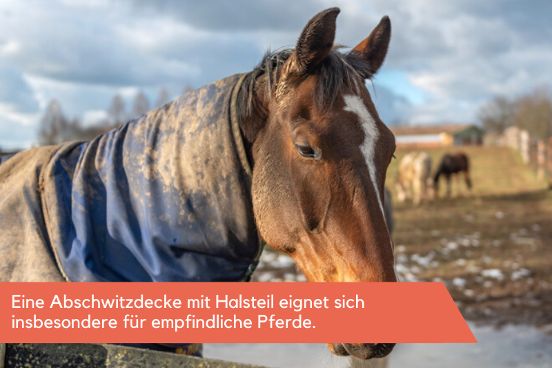 Pferd trägt eine Pferdedecke mit Halsteil