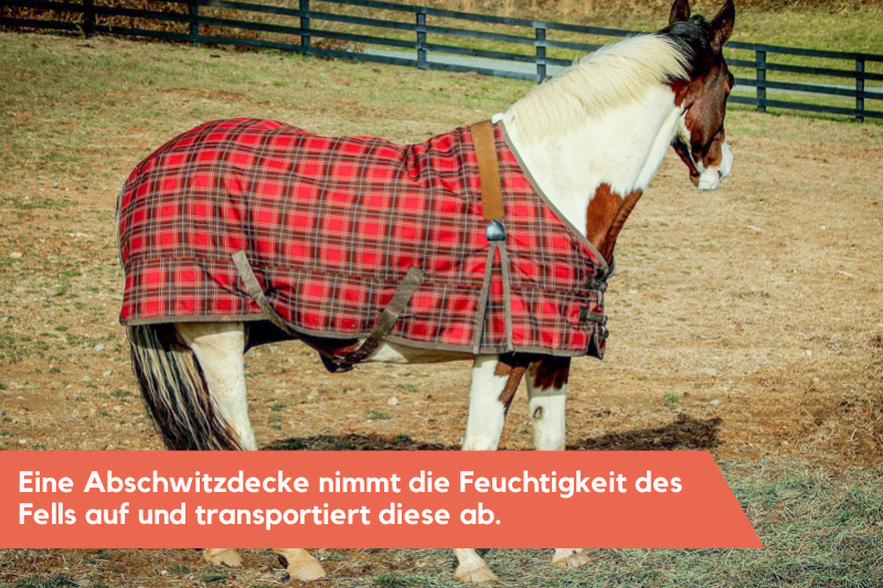 Pferd trägt Abschwitzdecke, diese hält das Pferd trocken und warm