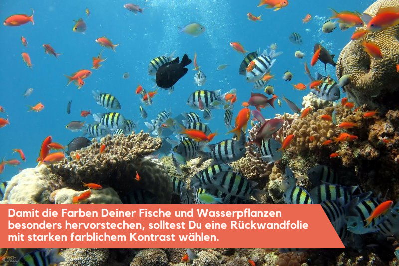 Die Aquarium Rückwandfolie sorgt für farblichen Kontrast Bunte Fische und Korallen