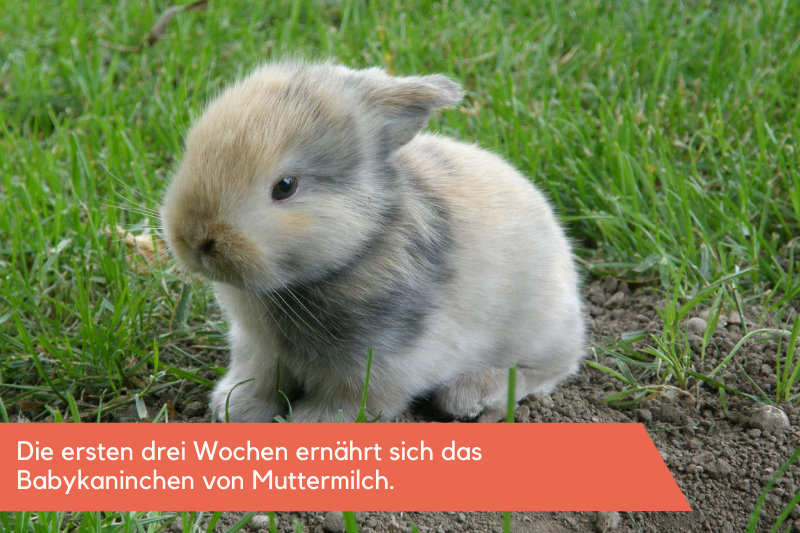 Babykaninchen mit Fakt