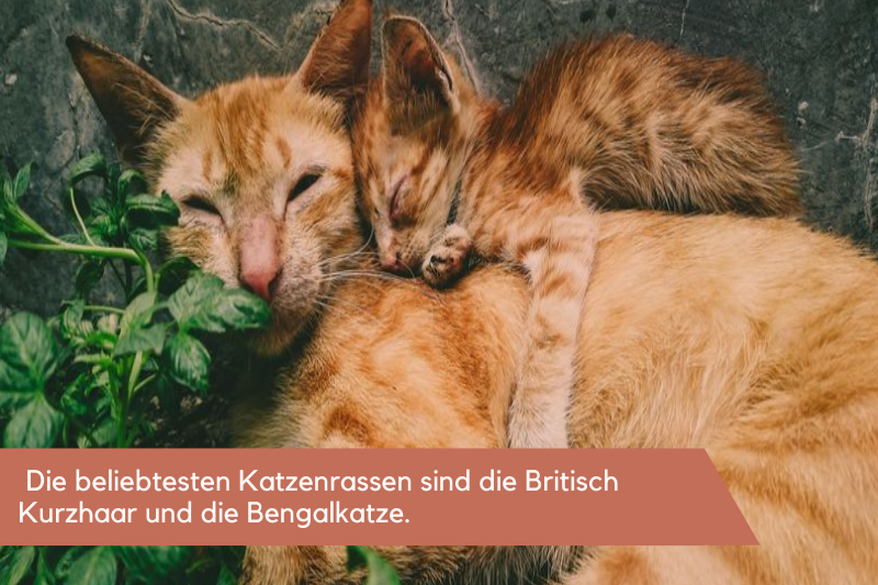 Eine Babykatze liegt auf einer Katze und sie kuscheln