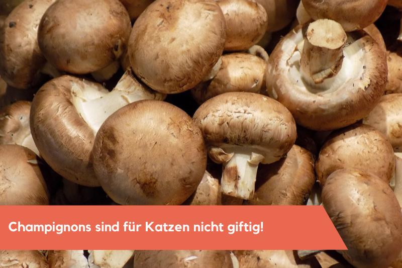 Champignons Viele, rohe Champignons