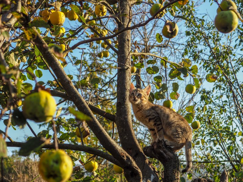 Dürfen Katzen Apfel essen? - Katze in Apfelbaum Eine Katze sitzt in einem Apfelbaum.