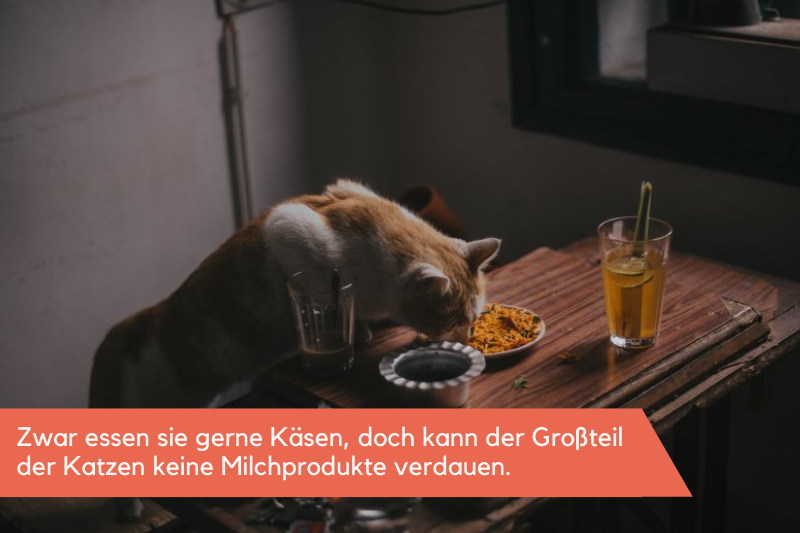 dürfen Katzen Käse essen dürfen Katzen Käse essen