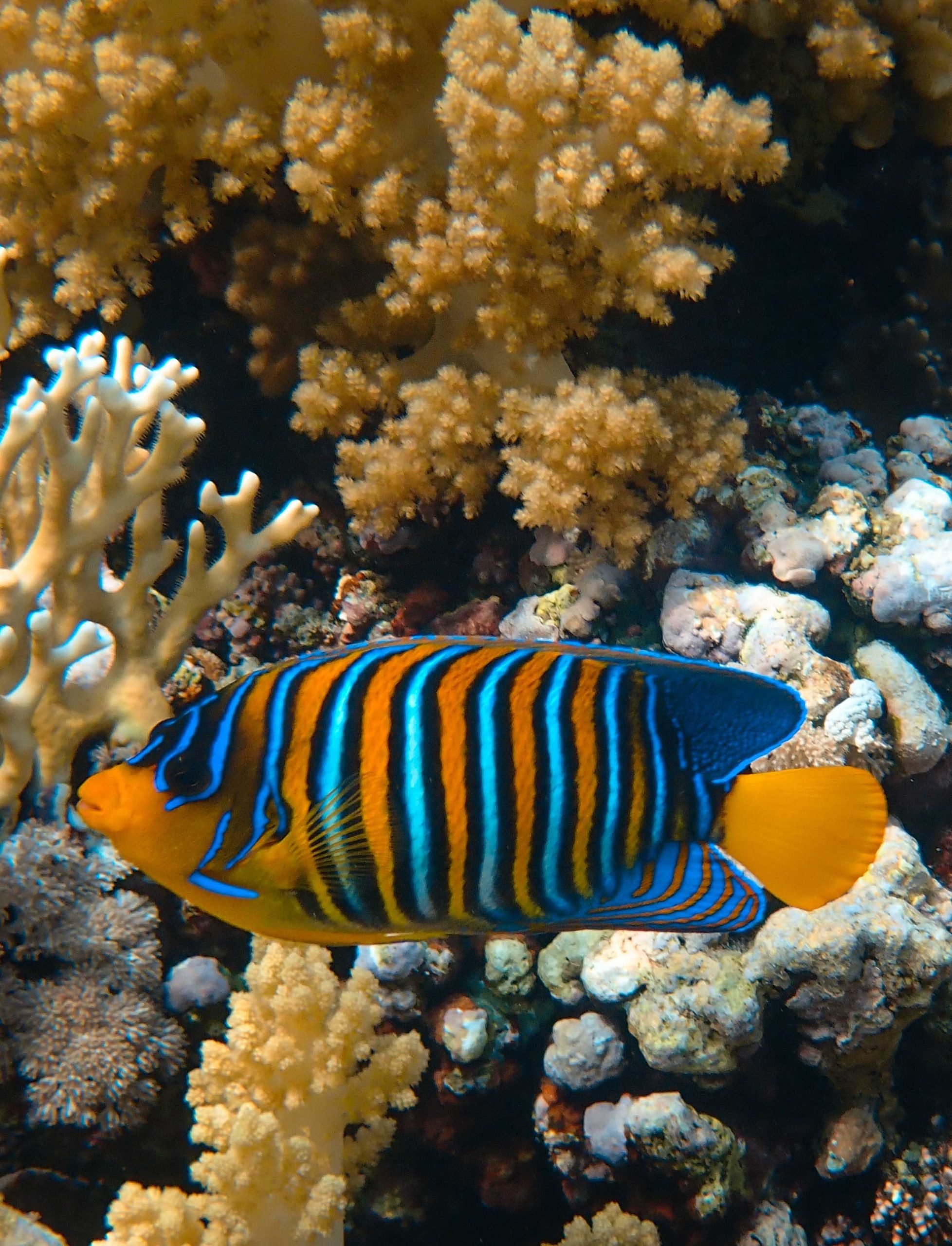 Farbenfroher Fisch farbenfroher Fisch
