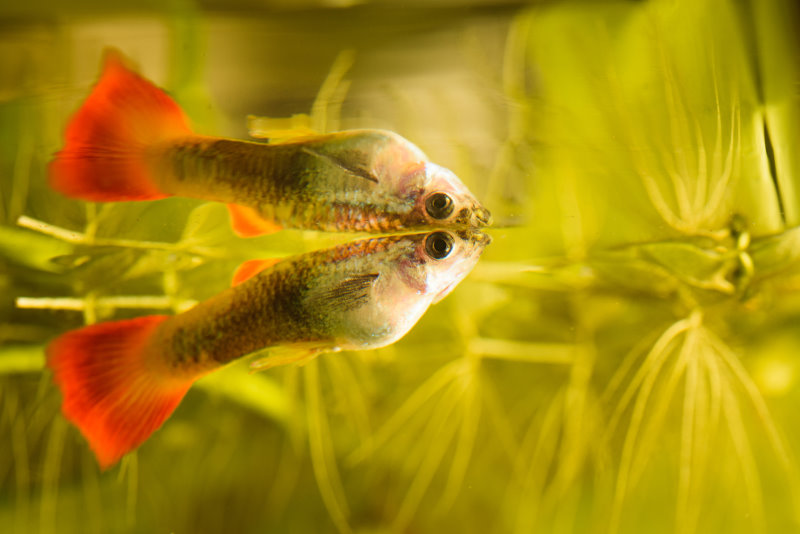 Guppy im Ablaichkasten
