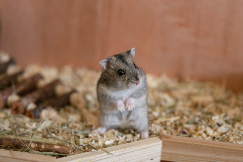 Hamster mit Mischstreu Hamster mit einer Mischung aus verschiedenen Streuarten