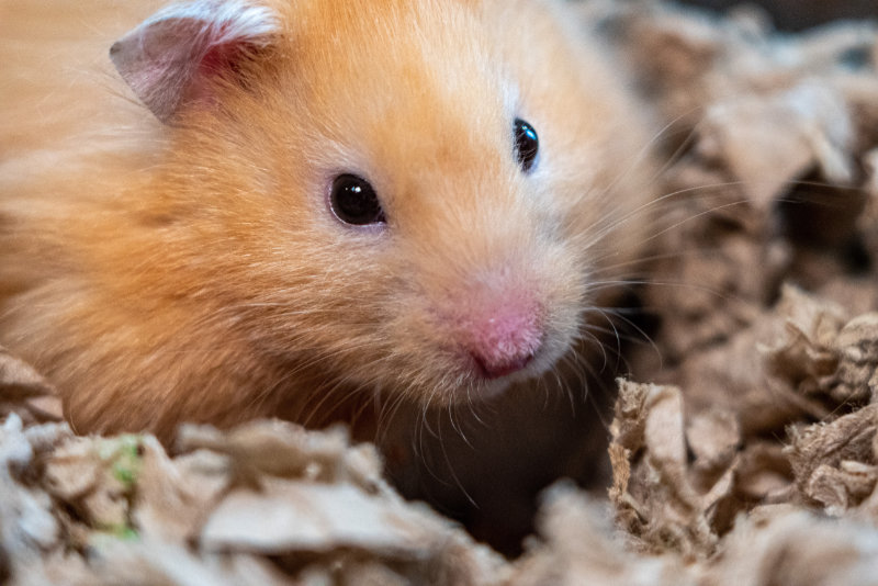 Hamster mit Streu Hamster mit Streu